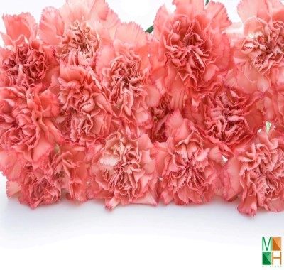 Tranh dán tường Hàn Quốc FW -149